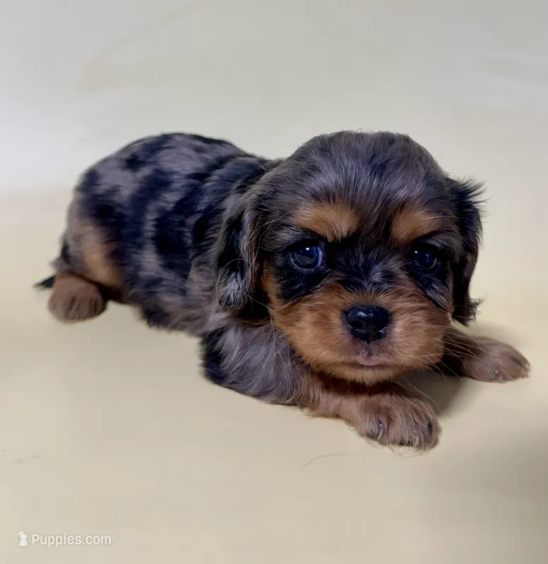 Dally  – Cavalier King Charles Spaniel puppy for sale in Dora, MO