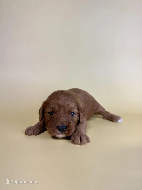Darrah  – Cavapoo puppy for sale in Dora, MO