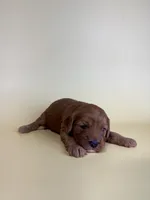 Darrah , a female Cavapoo for sale in Dora, MO – Photo 2 of 3