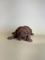 Darrah , a female Cavapoo for sale in Dora, MO – Photo 3 of 3