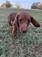 Linny, a female Miniature Dachshund for sale in Dora, MO – 2 of 6