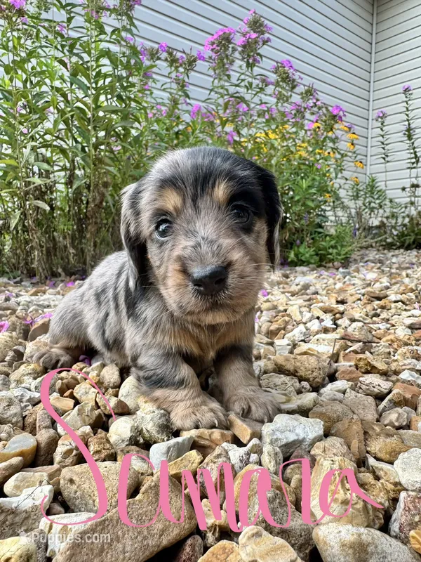 Samara – Miniature Dachshund puppy for sale in Dora, MO