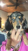 Cal, a male Miniature Dachshund for sale in Dora, MO – 3 of 3