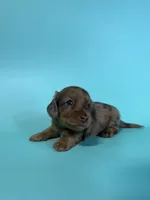 Mack, a male Dachshund for sale in Dora, MO – 4 of 6