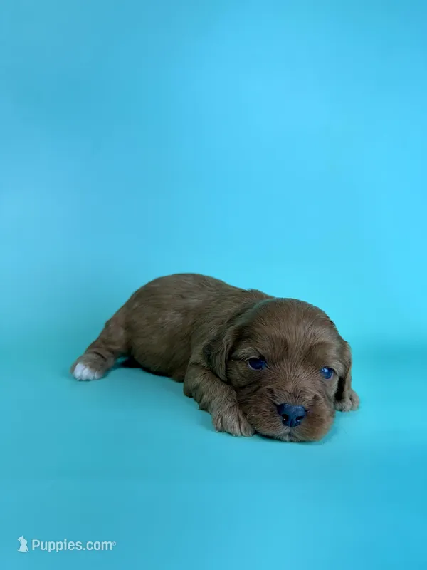 Bud – Cavapoo puppy for sale in Dora, MO