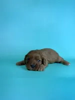 Bud, a male Cavapoo for sale in Dora, MO – Photo 2 of 2