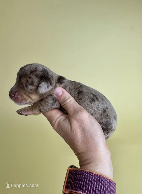 Jessie – Miniature Dachshund puppy on hold in Dora, MO