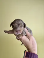 Jessie, a female Miniature Dachshund for sale in Dora, MO – Photo 2 of 2