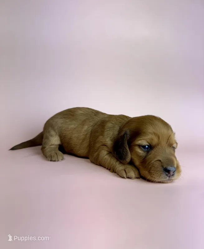 Langley  – Miniature Dachshund puppy for sale in Dora, MO