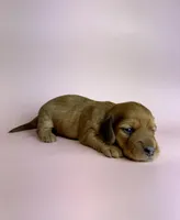 Langley , a female Miniature Dachshund for sale in Dora, MO – Photo 1 of 3