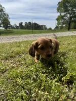 Langley , a female Miniature Dachshund for sale in Dora, MO – 7 of 7