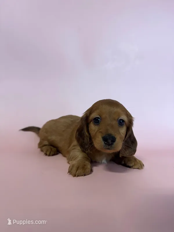 Langley  – Miniature Dachshund puppy for sale in Dora, MO
