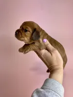 Langley , a female Miniature Dachshund for sale in Dora, MO – Photo 2 of 3