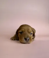 Langley , a female Miniature Dachshund for sale in Dora, MO – Photo 3 of 3