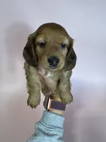 Langley , a female Miniature Dachshund for sale in Dora, MO – 6 of 7