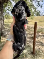 Miranda, a female Miniature Dachshund for sale in Dora, MO – 3 of 3