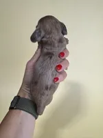 Farrah, a female Miniature Dachshund for sale in Dora, MO – 2 of 3