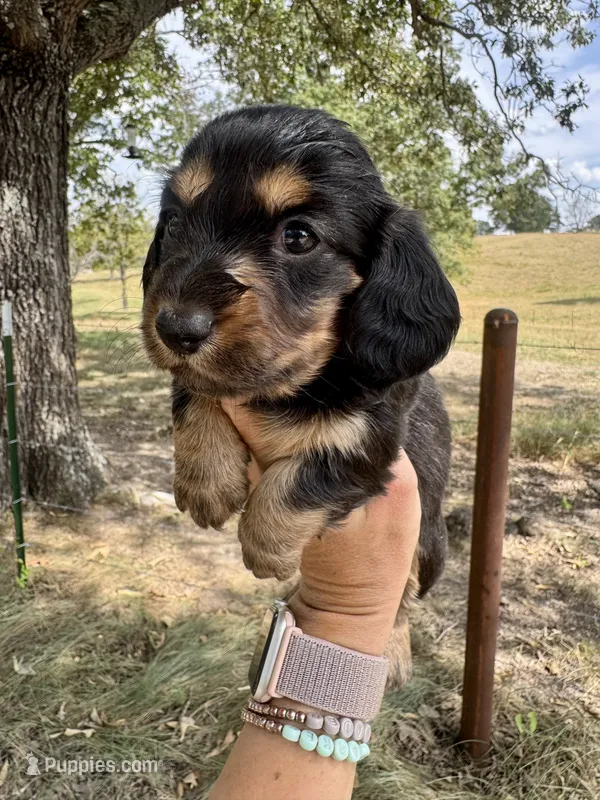 Madi – Miniature Dachshund puppy for sale in Dora, MO