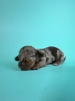Ethan, a male Miniature Dachshund for sale in Dora, MO – 2 of 3