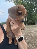 Stella , a female Miniature Dachshund for sale in Dora, MO – 2 of 5