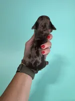 Elliot, a male Miniature Dachshund for sale in Dora, MO – 2 of 2