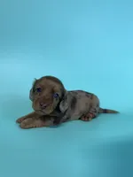 Mack, a male Dachshund for sale in Dora, MO – 3 of 6
