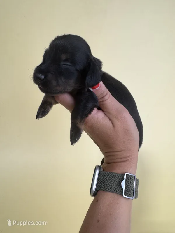 Faith  – Miniature Dachshund puppy for sale in Dora, MO