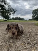 Ginny, a female Miniature Dachshund for sale in Dora, MO – 2 of 5
