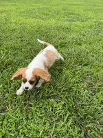 Zada, a female Cavalier King Charles Spaniel for sale in Dora, MO – 2 of 5