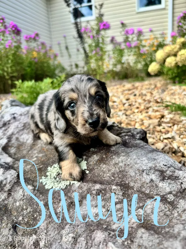 Sawyer – Miniature Dachshund puppy for sale in Dora, MO