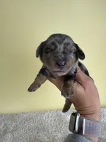 Sarah, a female Miniature Dachshund for sale in Dora, MO – 3 of 3