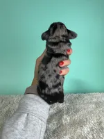 Sawyer, a male Miniature Dachshund for sale in Dora, MO – 5 of 5