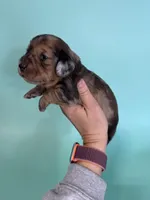 Keith, a male Miniature Dachshund for sale in Dora, MO – Photo 3 of 5