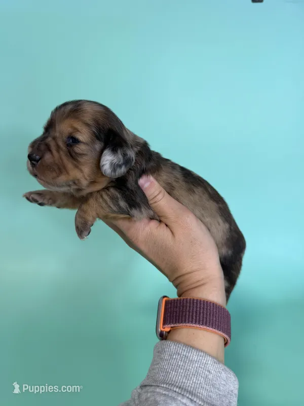 Keith, a male Miniature Dachshund for sale in Dora, MO – Photo 1 of 5
