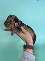 Keith, a male Miniature Dachshund for sale in Dora, MO – Photo 1 of 5