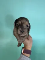 Keith, a male Miniature Dachshund for sale in Dora, MO – Photo 2 of 5