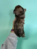 Keith, a male Miniature Dachshund for sale in Dora, MO – Photo 5 of 5