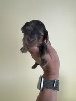 Fiona , a female Miniature Dachshund for sale in Dora, MO – 2 of 3
