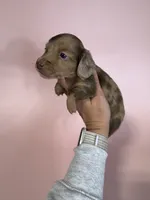 Macy, a female Miniature Dachshund for sale in Dora, MO – 7 of 7