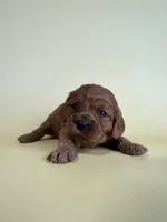 Cate, a female Cavapoo for sale in Dora, MO – Photo 2 of 2