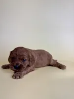 Cate, a female Cavapoo for sale in Dora, MO – Photo 1 of 2