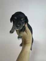 Adrian, a male Miniature Dachshund for sale in Dora, MO – 3 of 4