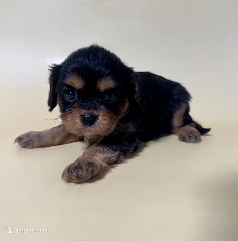 Daisy  – Cavalier King Charles Spaniel puppy for sale in Dora, MO