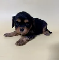 Daisy , a female Cavalier King Charles Spaniel for sale in Dora, MO – 1 of 1