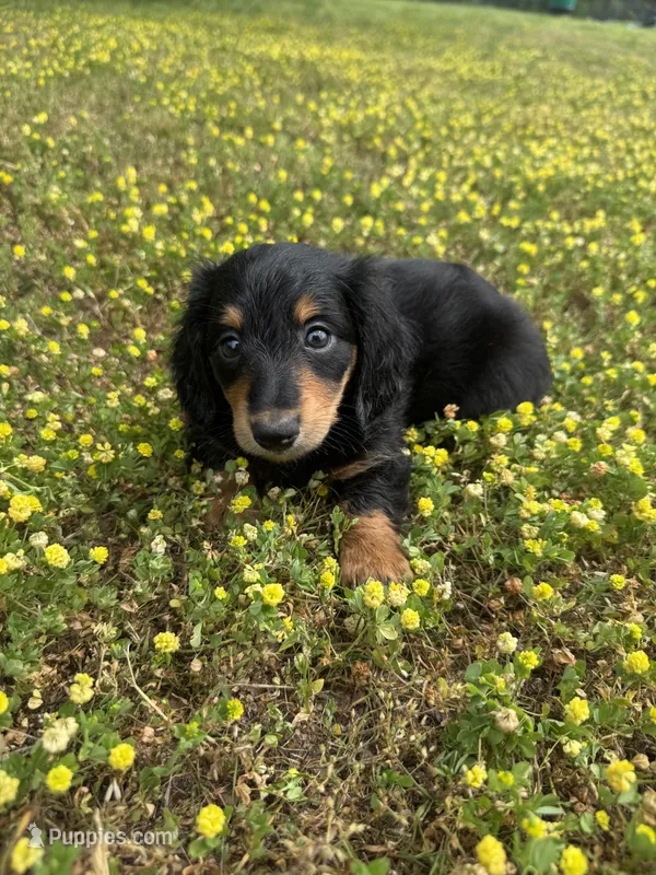 Riggs – Miniature Dachshund puppy on hold in Dora, MO