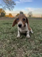 Izzy, a female Miniature Dachshund for sale in Dora, MO – 5 of 6