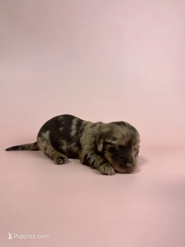 Elaine  – Miniature Dachshund puppy for sale in Dora, MO