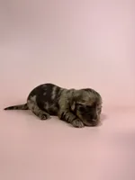 Elaine , a female Miniature Dachshund for sale in Dora, MO – 1 of 3