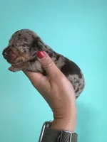 Ethan, a male Miniature Dachshund for sale in Dora, MO – 1 of 3