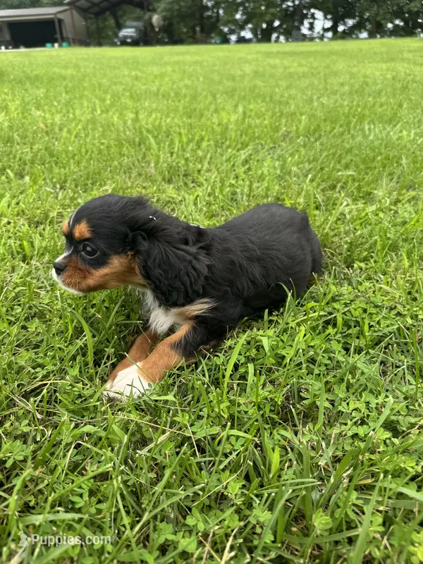 Zoey – Cavalier King Charles Spaniel puppy on hold in Dora, MO